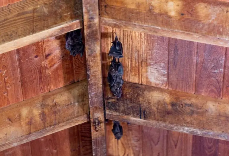 Bats Hanging from Barn Ceiling