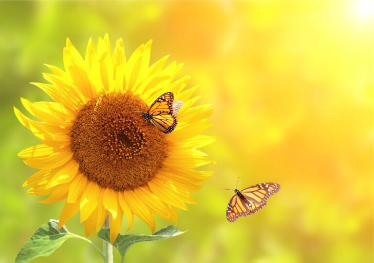 Butterflies on Sunflower