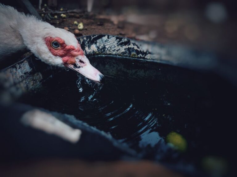 Duck Drinking Water