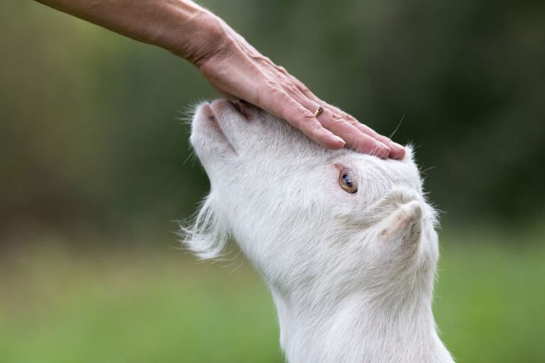 Petting a Goat