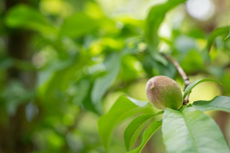 Small Peach on a Tree