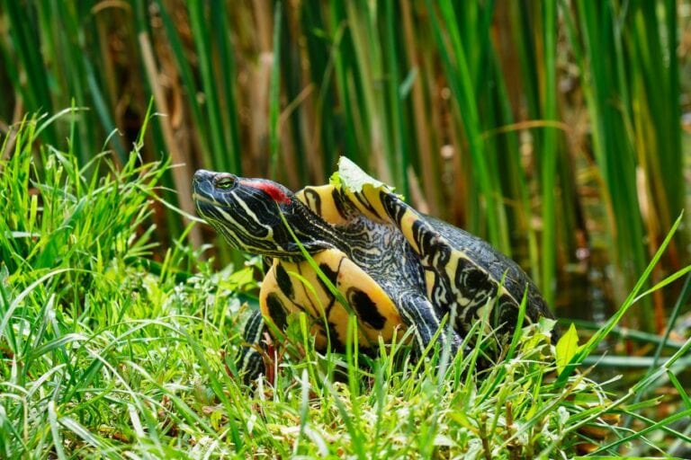 Red-Eared Slider Emerging From a Pond
