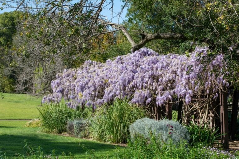 Wisteria Growing in Garden