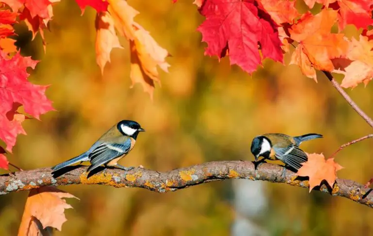 A Couple of Birds Sitting on a Tree Branch in Autumn