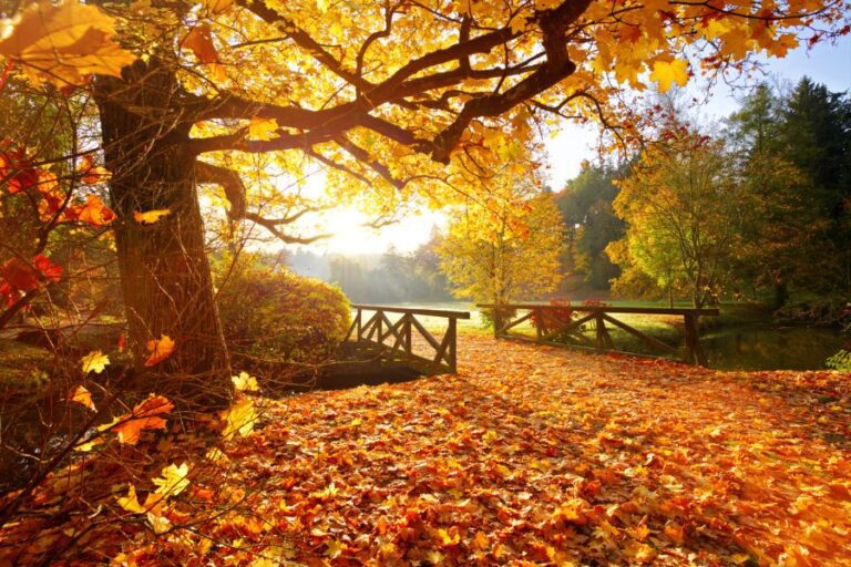 Autumn Scene With Large Maple Tree