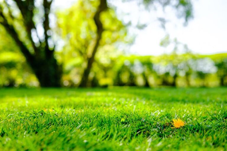 Is Your Green Lawn at Risk? The Truth About Lime Overuse