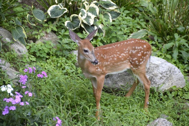Deer in Backyard Garden