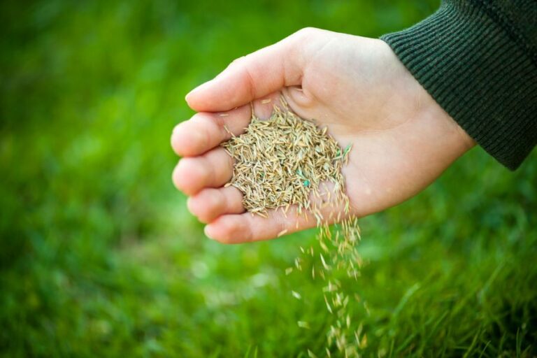 Grass Seed in Hand