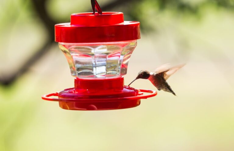 Hummingbird Feeder