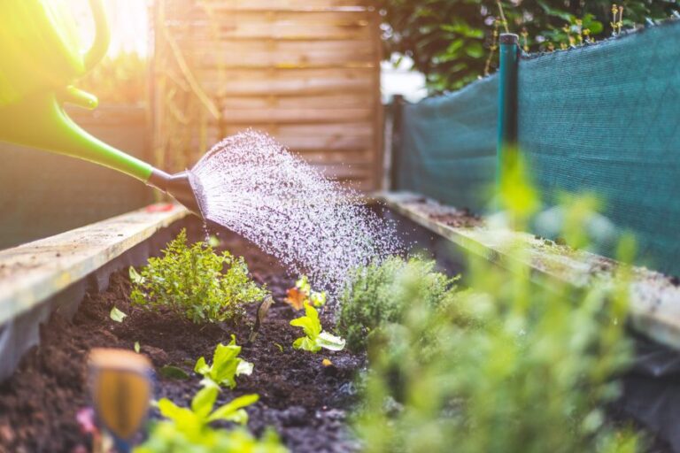 Watering a Raised Bed Garden