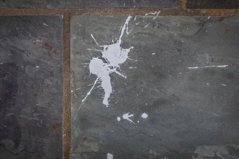 Large, White Bird Poop on Slate Tile Patio