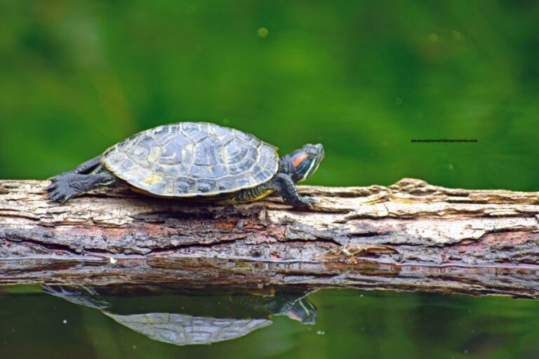 Red Eared Slider on Log