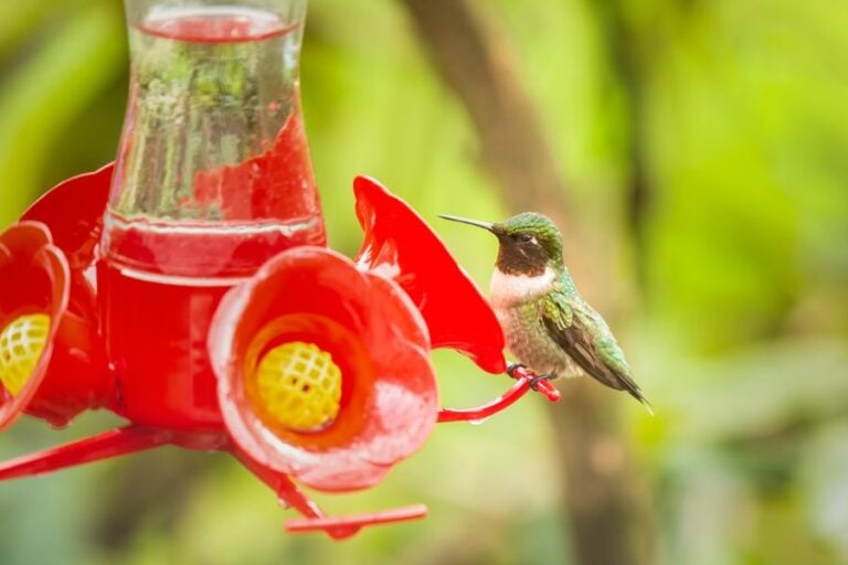 9 Simple Tricks to Keep Ants Away from Hummingbird Feeders My Backyard Life