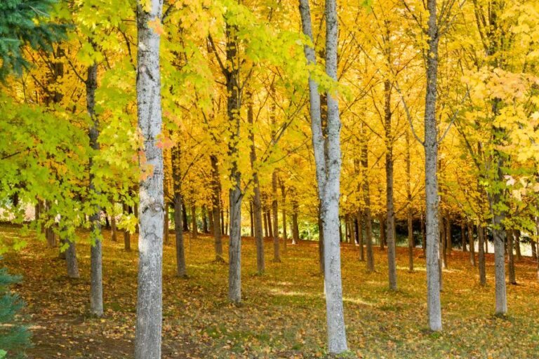 A Sugar Maple Tree Farm Forest in Autumn in Oregon