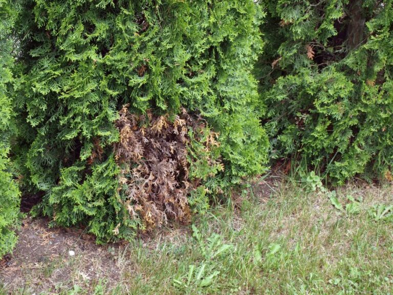 Arborvitae With Dead Brown Branches