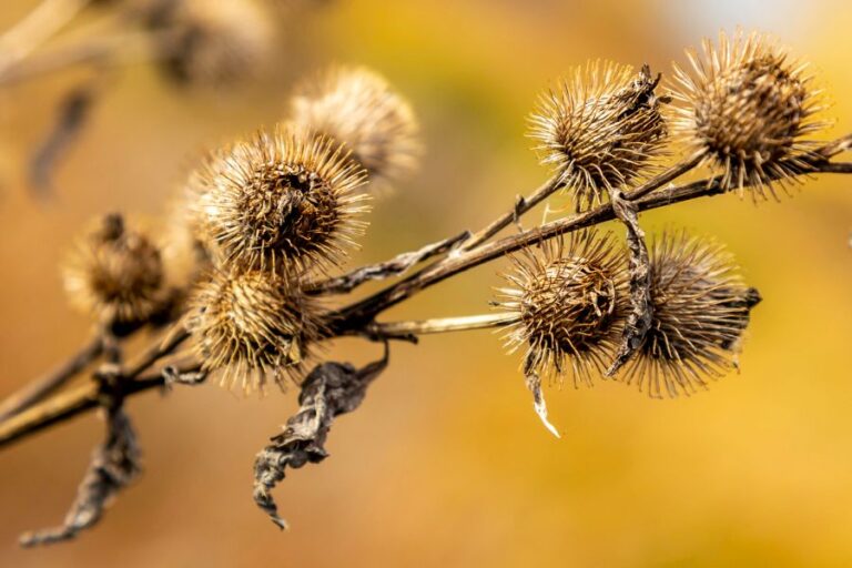 Burrs Still Attached to Branch