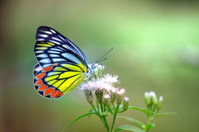 Common Jezebel Butterfly Feeding From Flowers