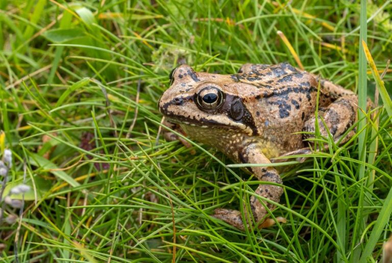 Common Mountain Frog on Green Grass