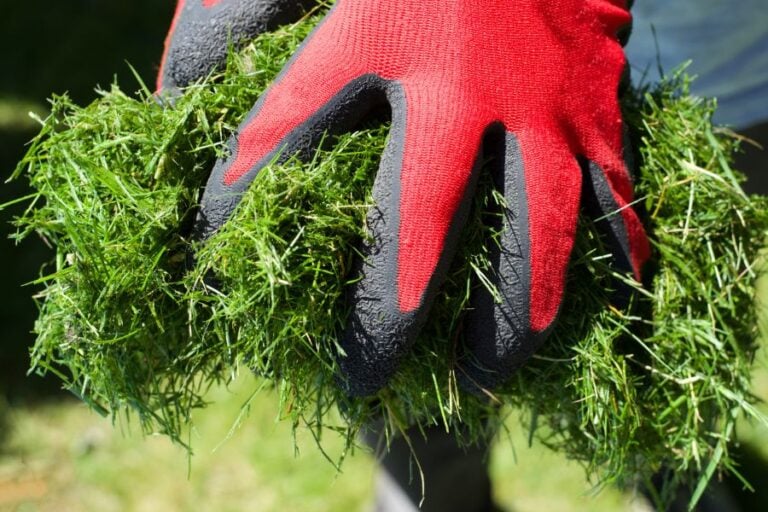 Gardener With a Handful of Grass Clippings