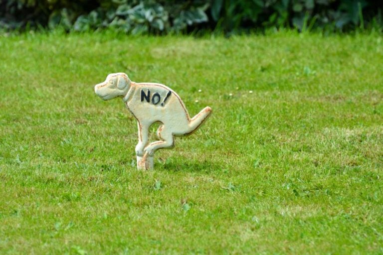 Green Lawn With No Pooping Sign for Dogs