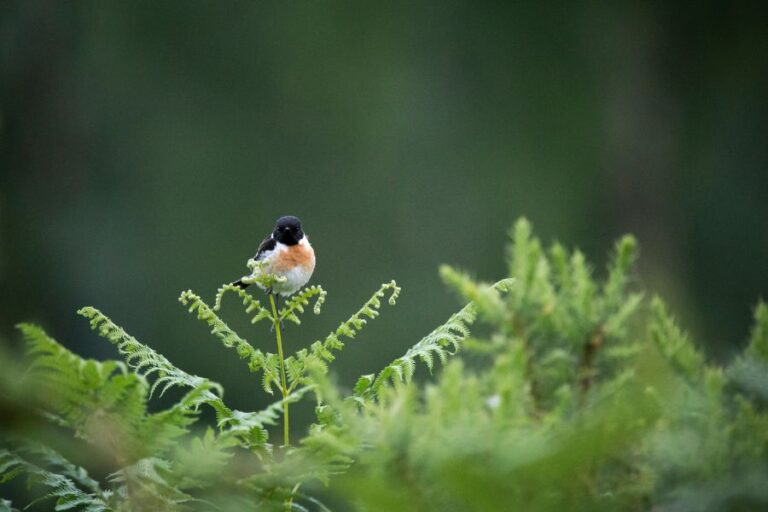 Male Stonechat Bird Sitting on a Fern