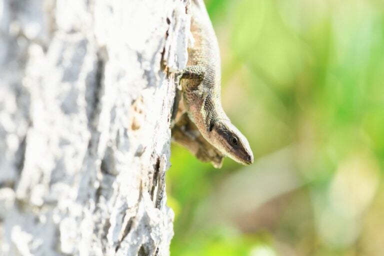 Small Lizard on a Tree