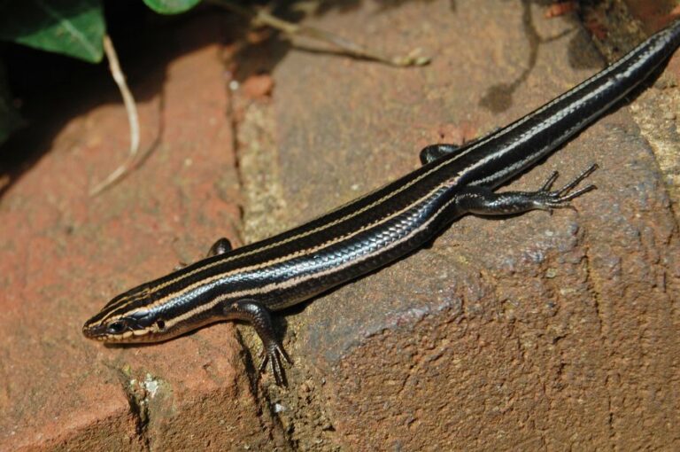 American Five-Lined Skink