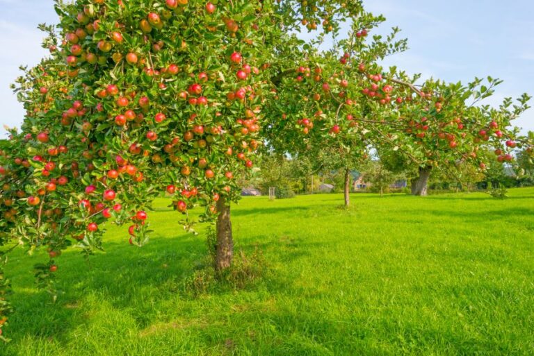 Apple Trees in an Orchard