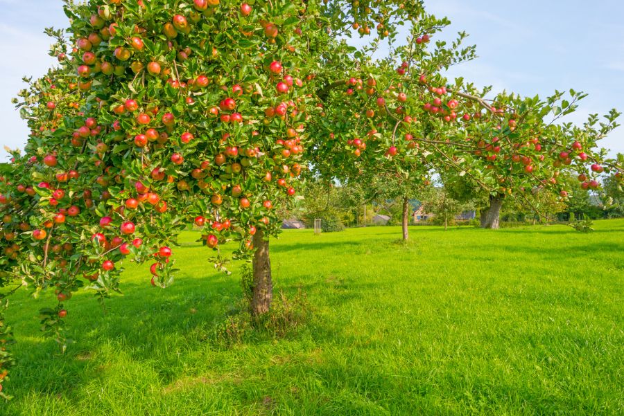 How Fast Do Apple Trees Grow Plus Tips To Encourage Growth My How Fast Do Apple Trees Grow Plus Tips To Encourage Growth My
