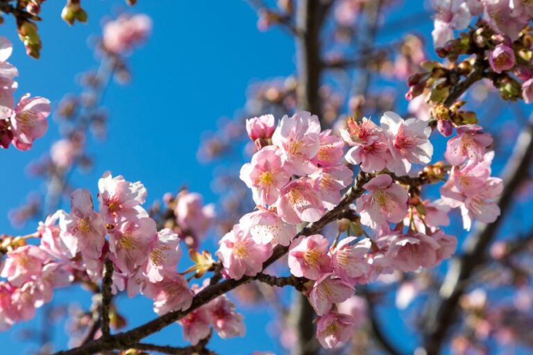 Branches of Cherry Blossoms Against a Bright Blue Sky