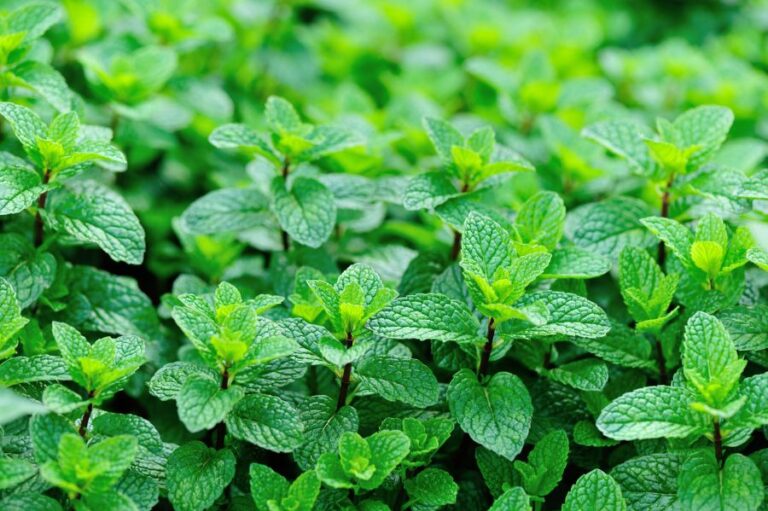 Mint Plants Grow in a Vegetable Garden
