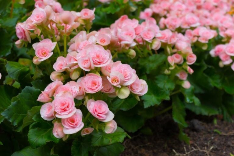 Are Begonias a Gardener’s Secret to Deer-Resistant Blooms?