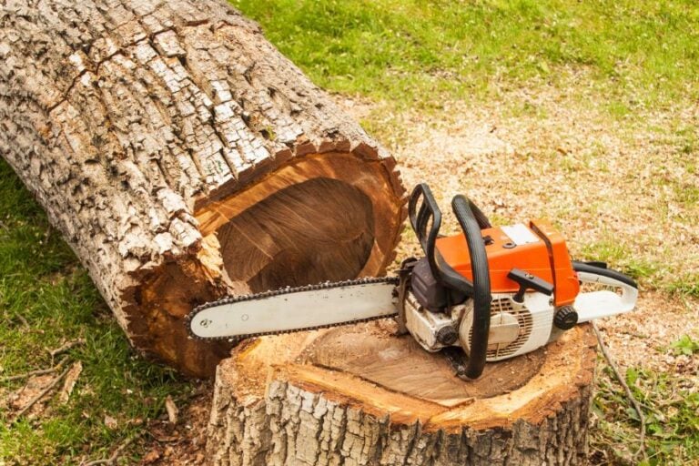 Chainsaw Sitting on Stump of Felled Walnut Tree