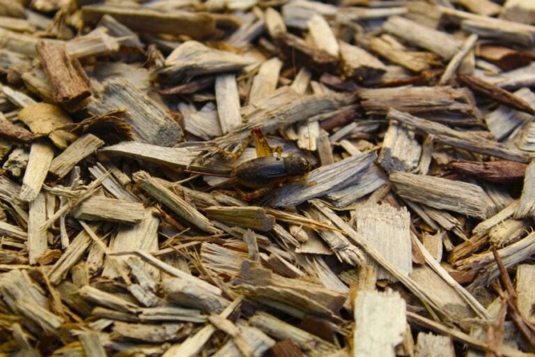 Cricket on Mulch
