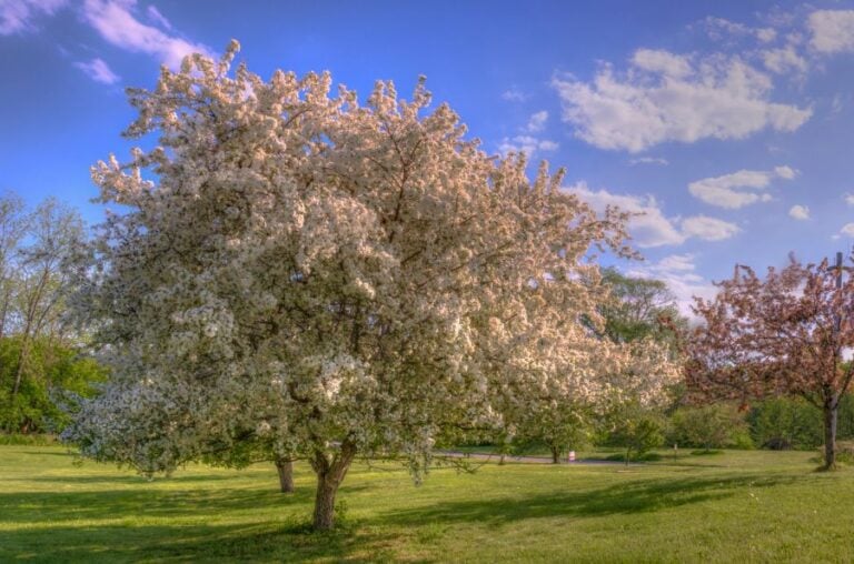Flowering Crabapple Tree Against Blue Sky