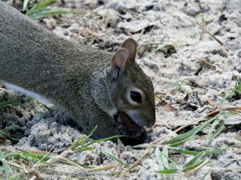 Gray Squirrel Burying Food in the Ground