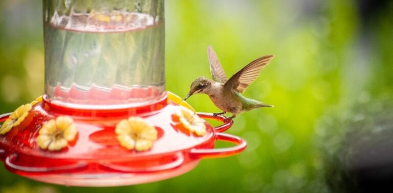 Juvenile Hummingbird Feeding From Hummingbird Feeder