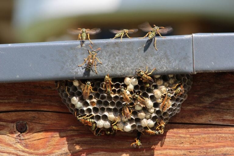 Wasps Building a Nest