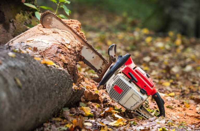 Chainsaw Cut Into a Tree