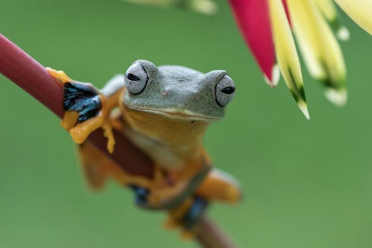 Closeup of Green Tree Frog