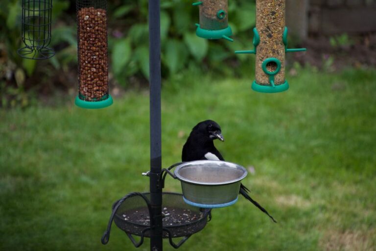Magpie on a Feeder in an English Garden