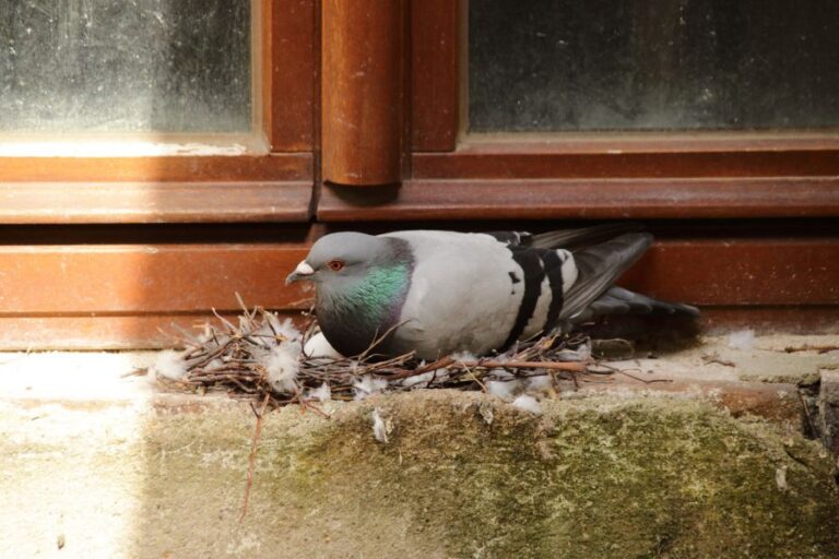 Pigeon Laying in Nest in Front of Window