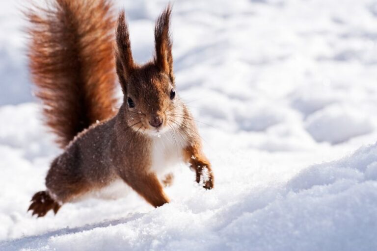 Red Squirrel Jumping Through Snow