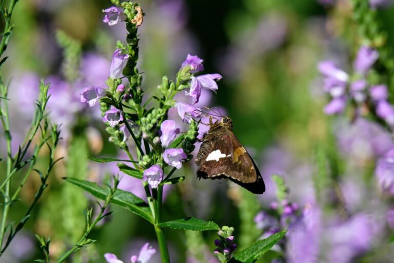 Silver-Spotted Skipper Feeding on Purple Flowers