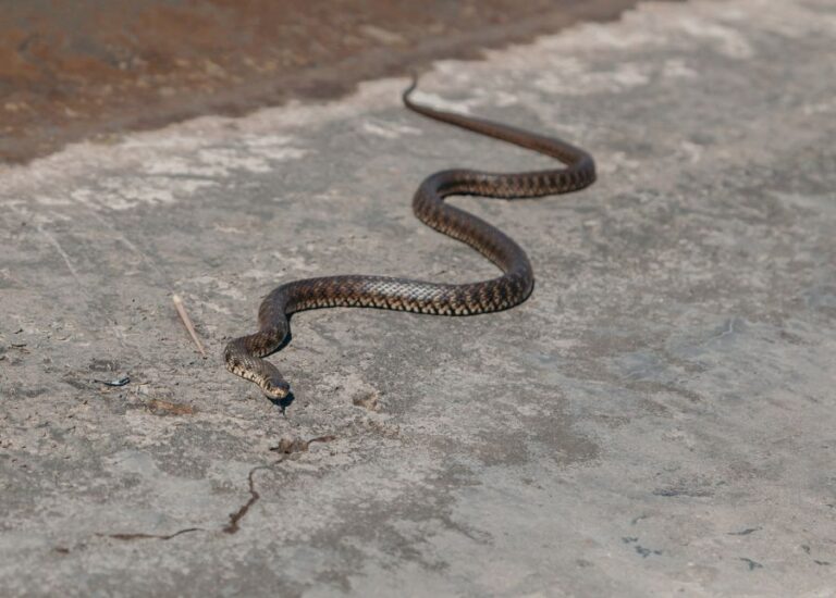 Snake Sliding Over Concrete
