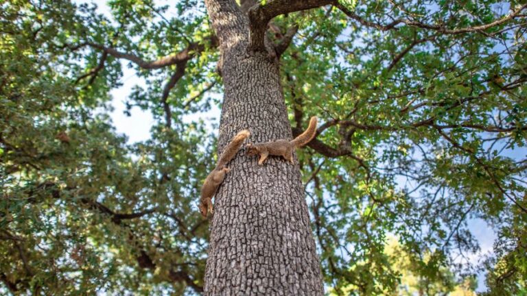 Squirrels Chasing Each Other on a Tree