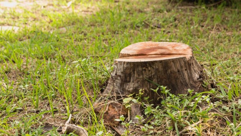 Stump in the Middle of the Garden