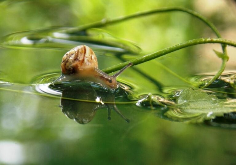 A Small Pond Snail on Some Vegetation