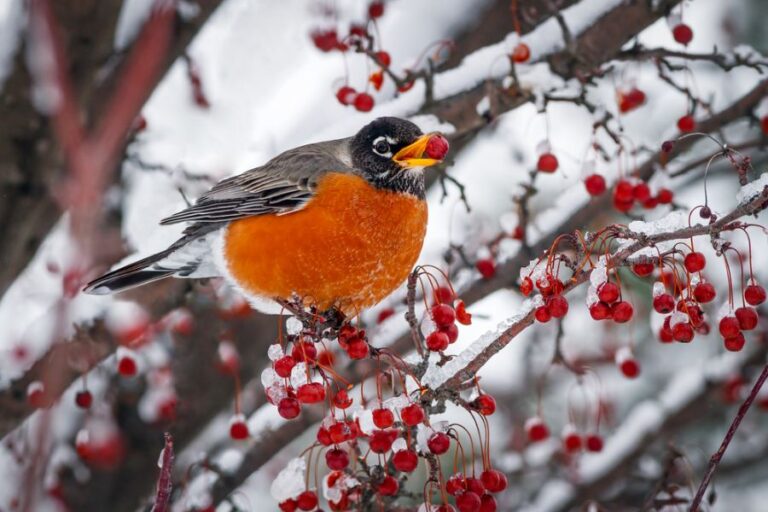 American Robin Eating Berries From a Snow-Laden Tree