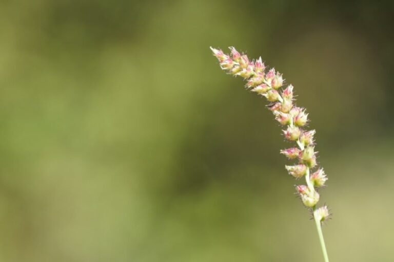 Burr Grass or Cenchrus echinatus, Southern Sandbur